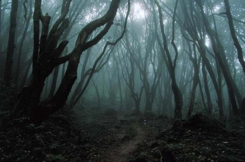 Der Wald von Graggoth T4im9z8y