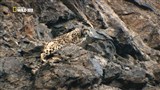Скачать с letitbit  National Geographic: Снежный барс Афганистана / National Geographic: Snow Leopard of Afghanistan (2012 ) HDTV (1080i)